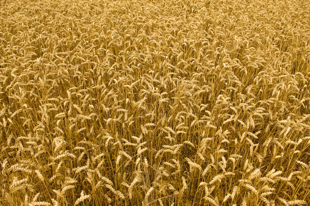 a large field of ripe wheat ready to be harvested