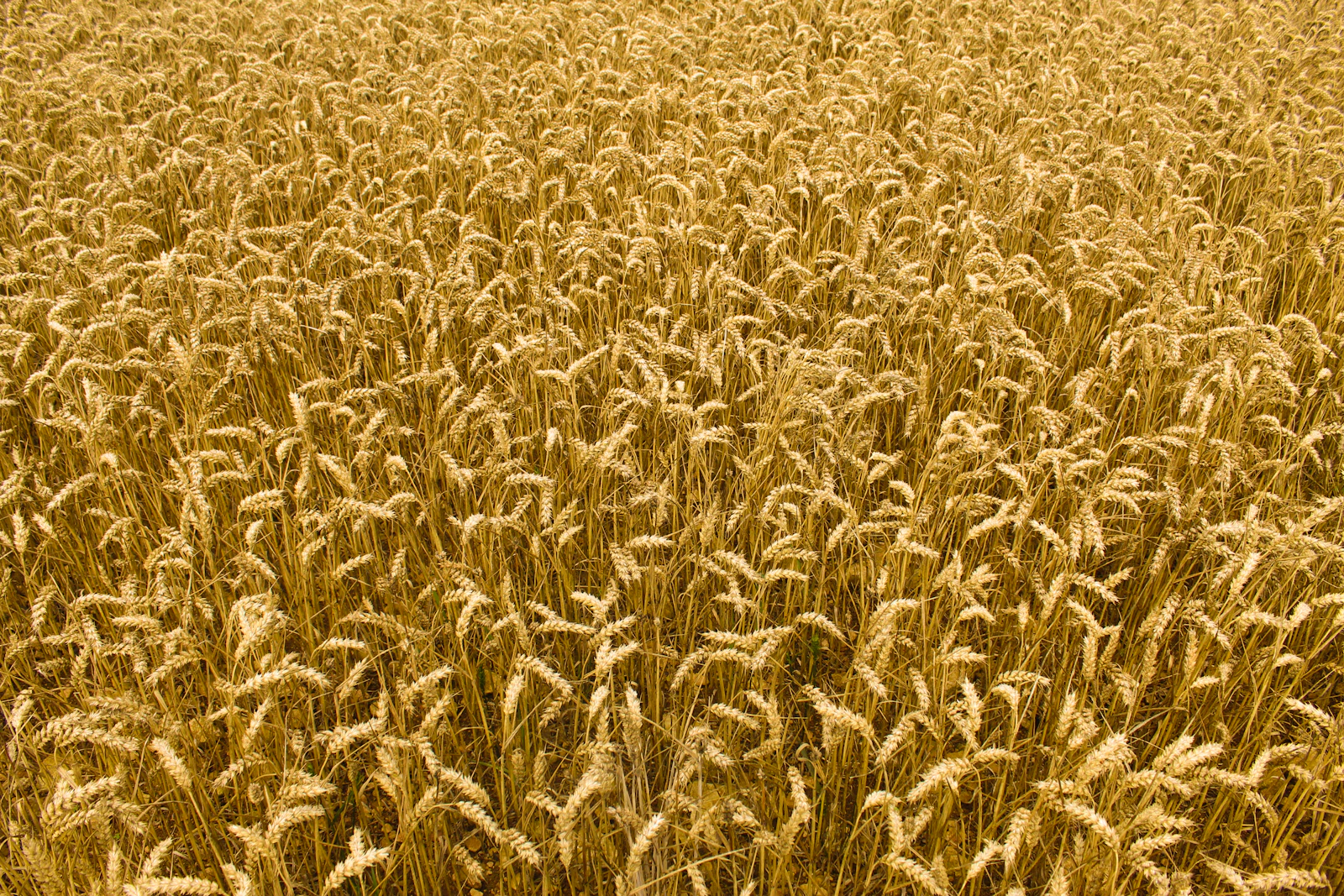 Large field of ripe wheat ready for harvest