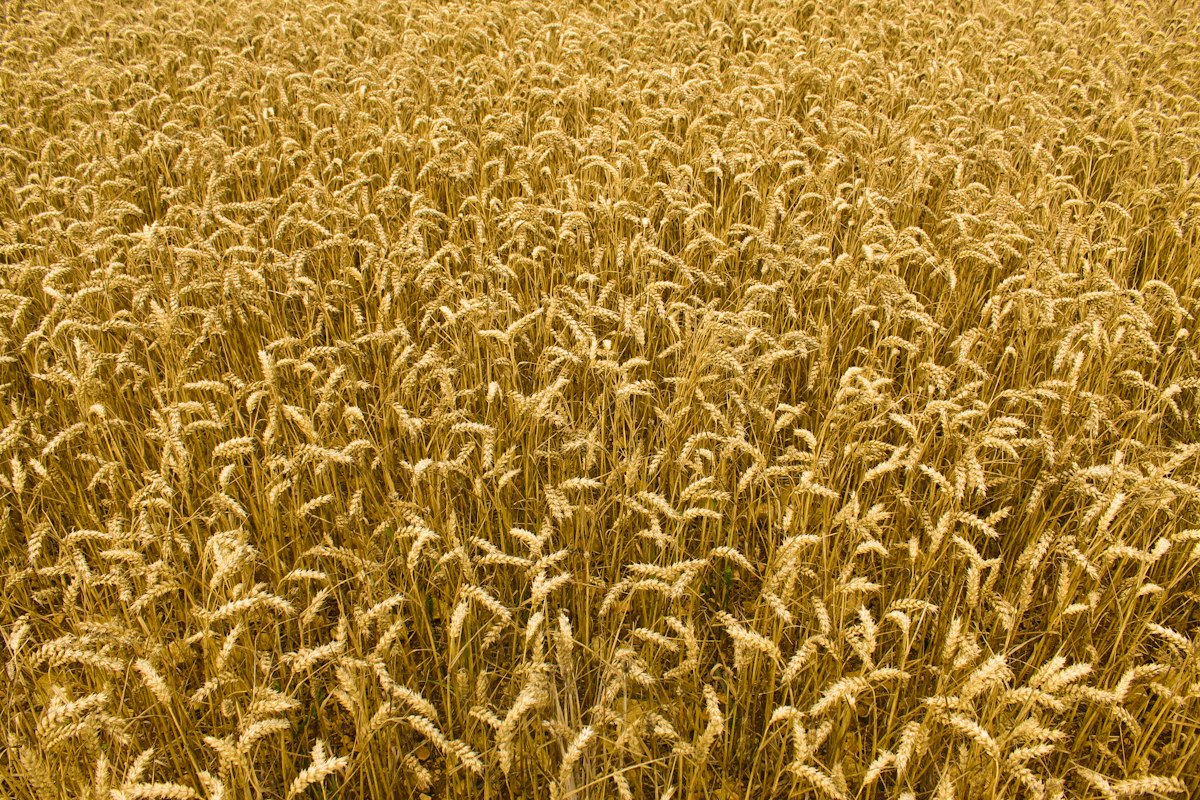 A close view of ripe golden wheat ready to harvest