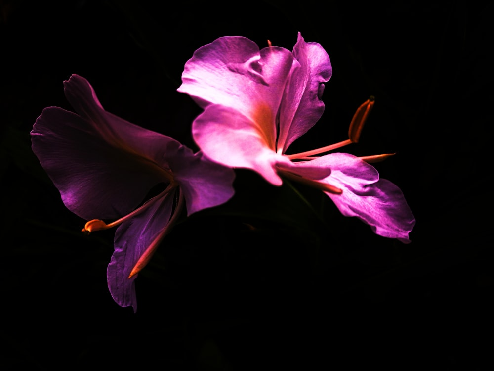 two purple flowers are lit up in the dark