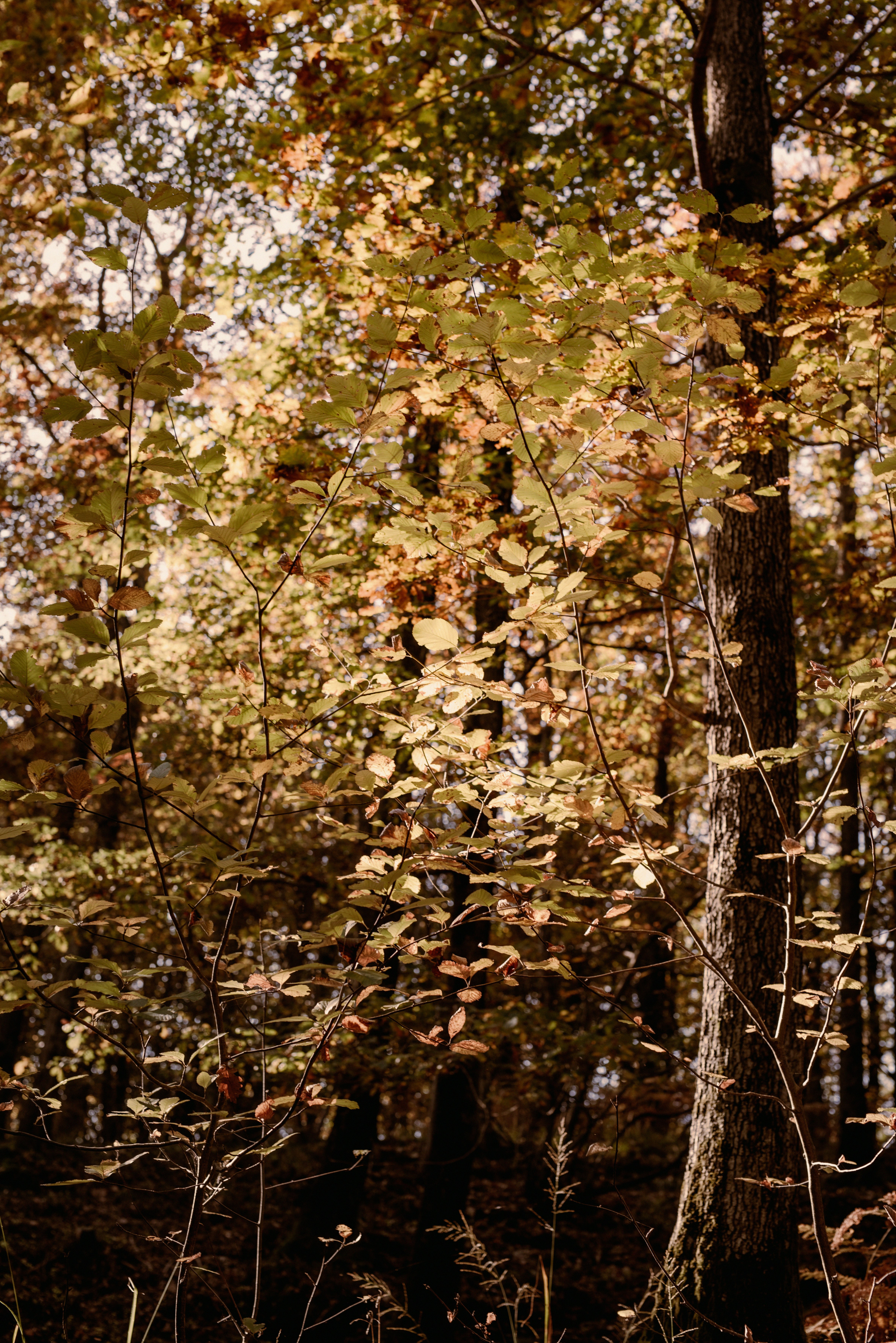 Photo by lauraadaiphoto