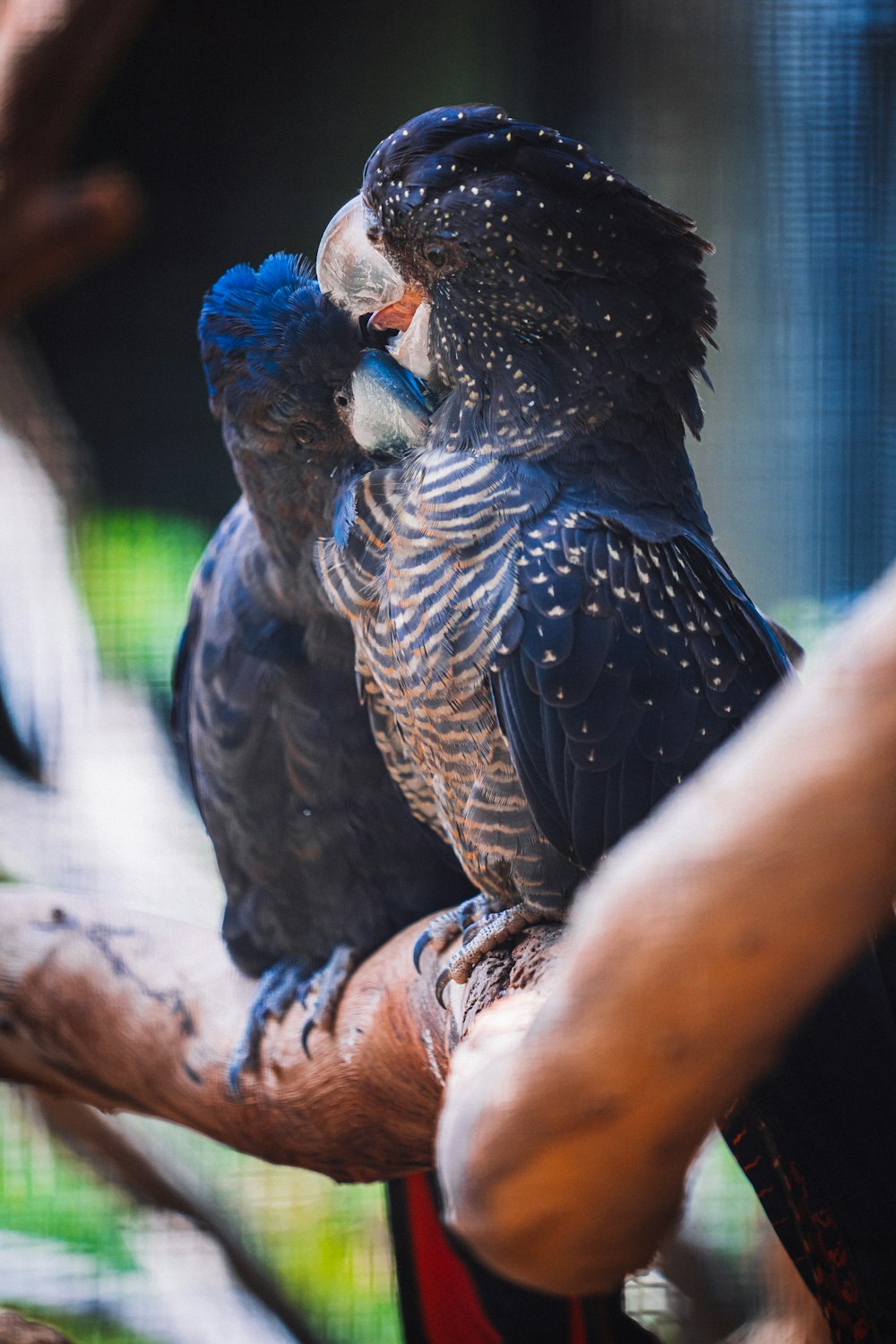 a couple of birds sitting on top of a tree branch