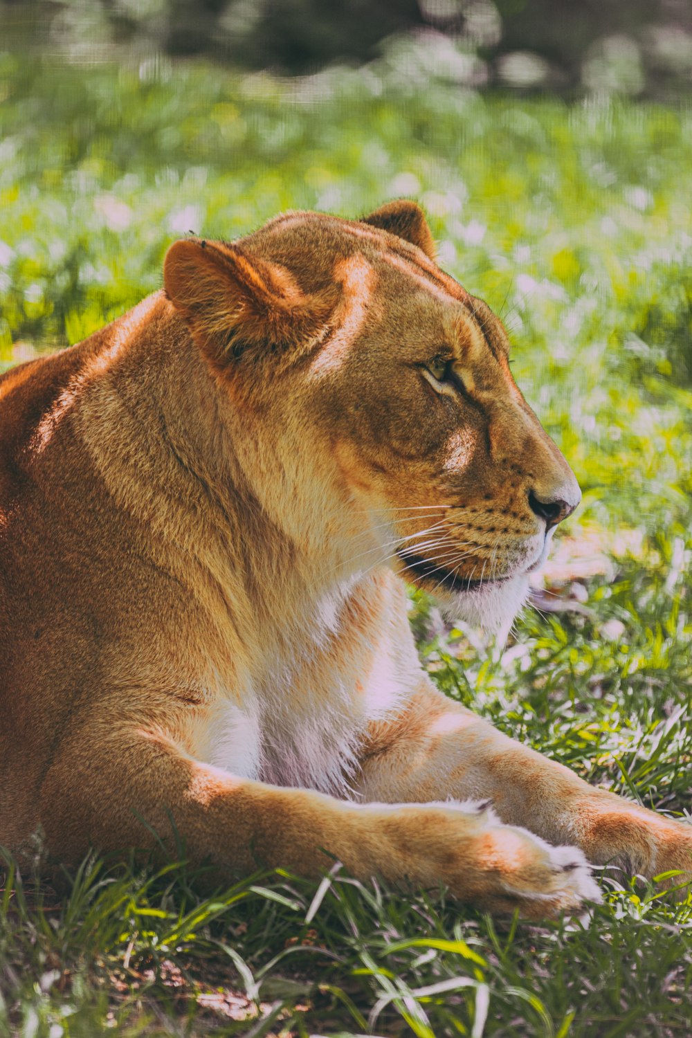 a close up of a lion laying in the grass