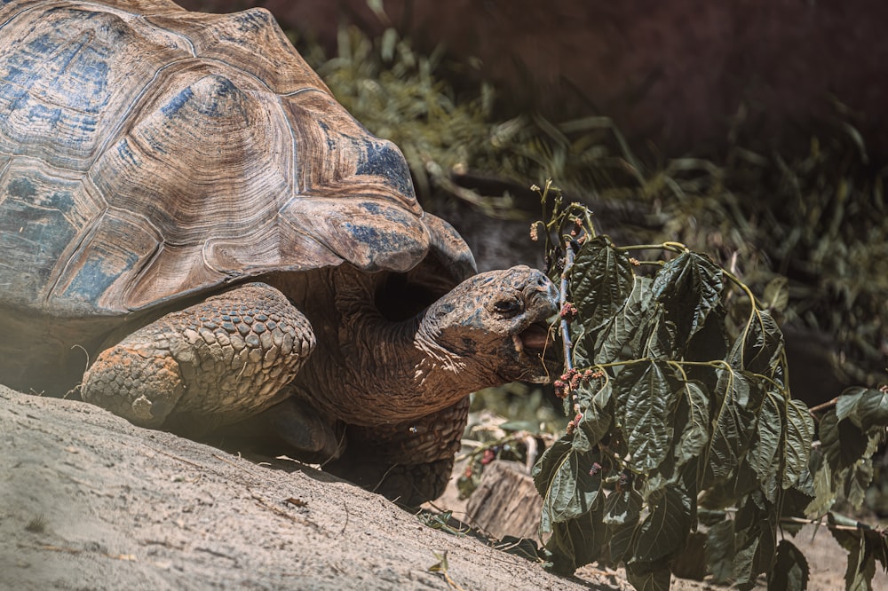 a large tortoise eating leaves off of a tree