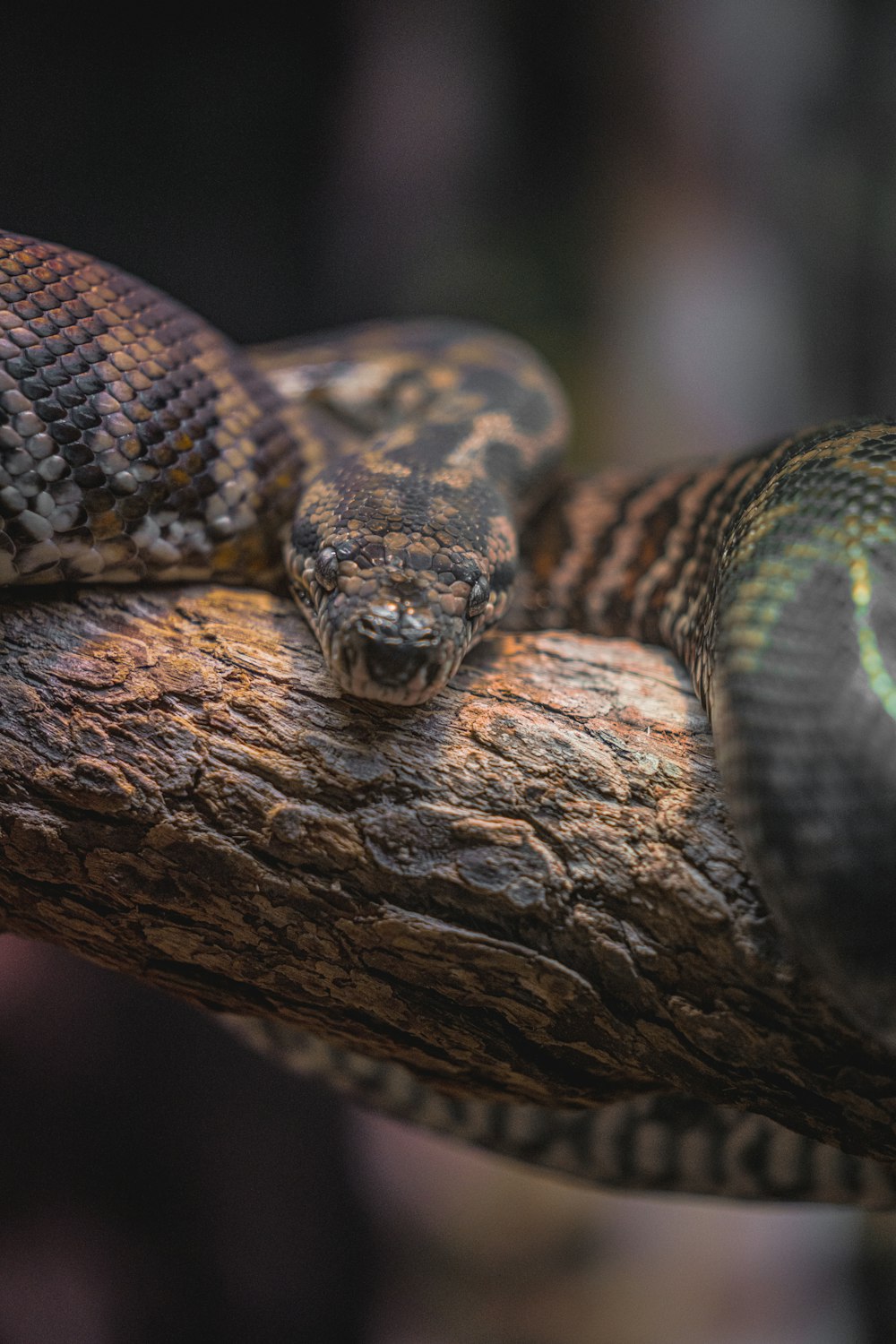 a close up of a snake on a branch