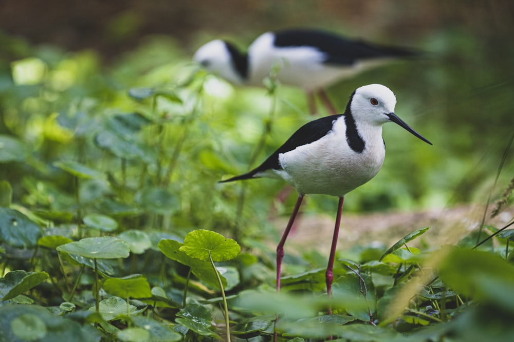 two black and white birds standing in the grass