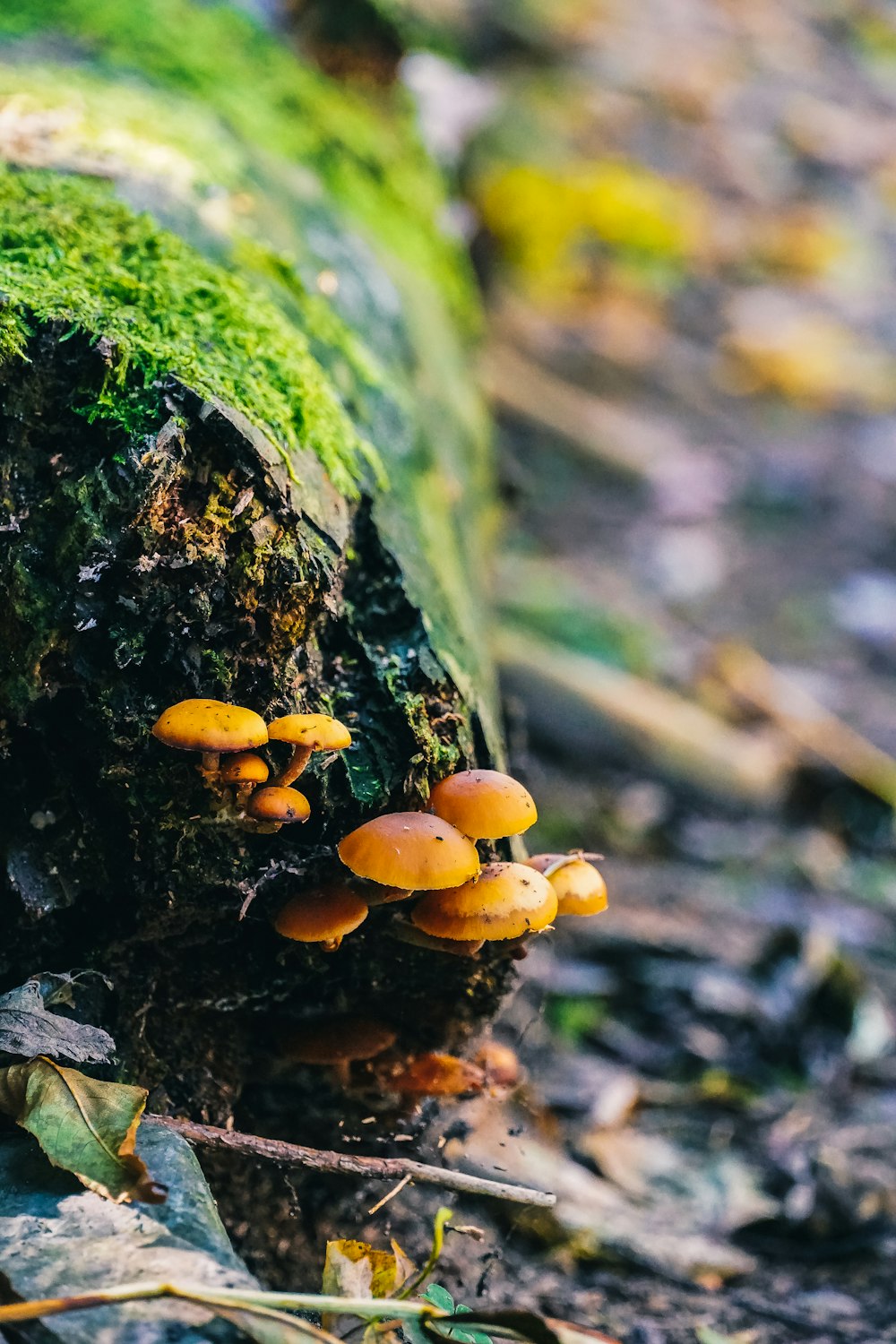 a group of mushrooms growing on a mossy log