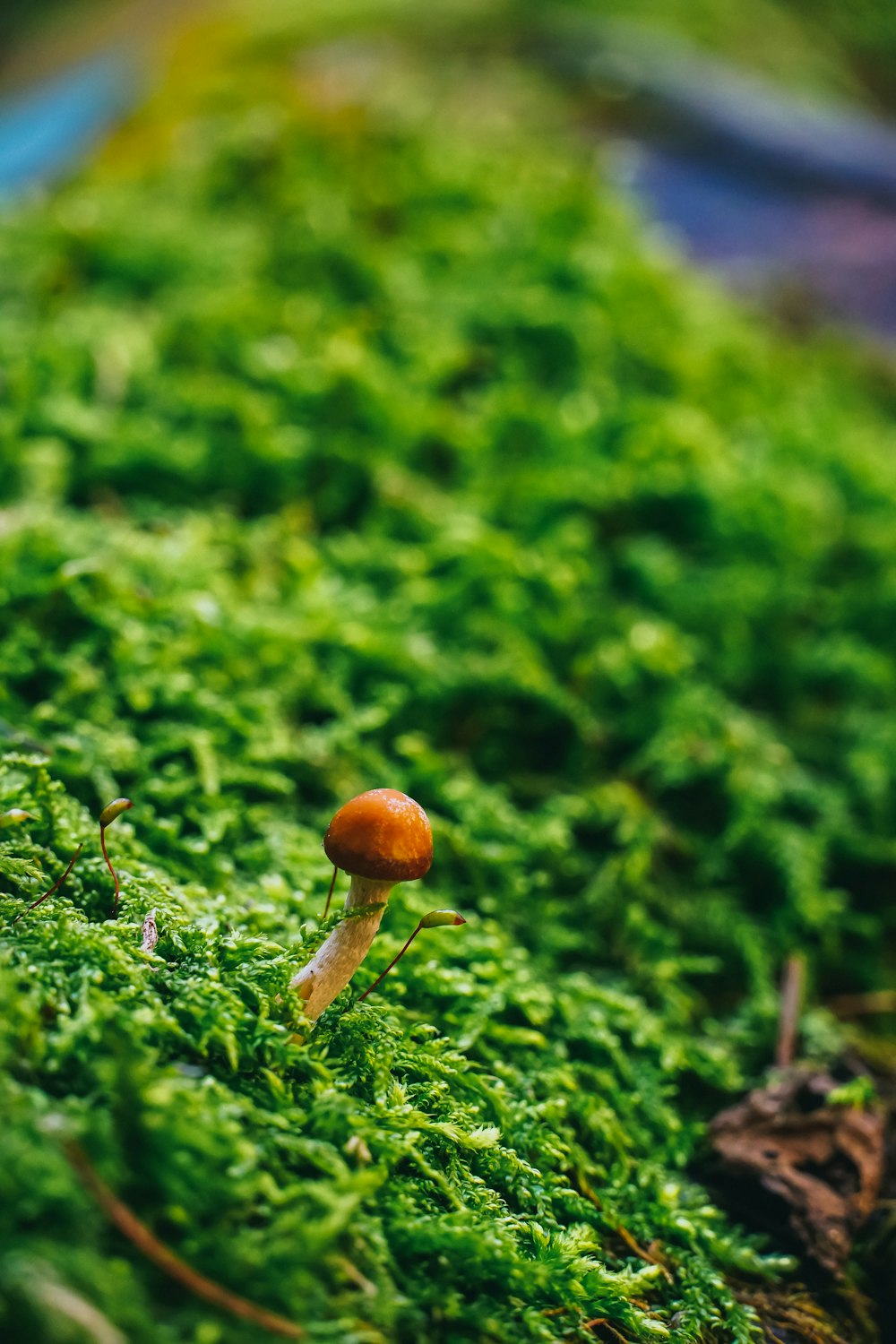 a small mushroom sitting on top of a green moss covered ground