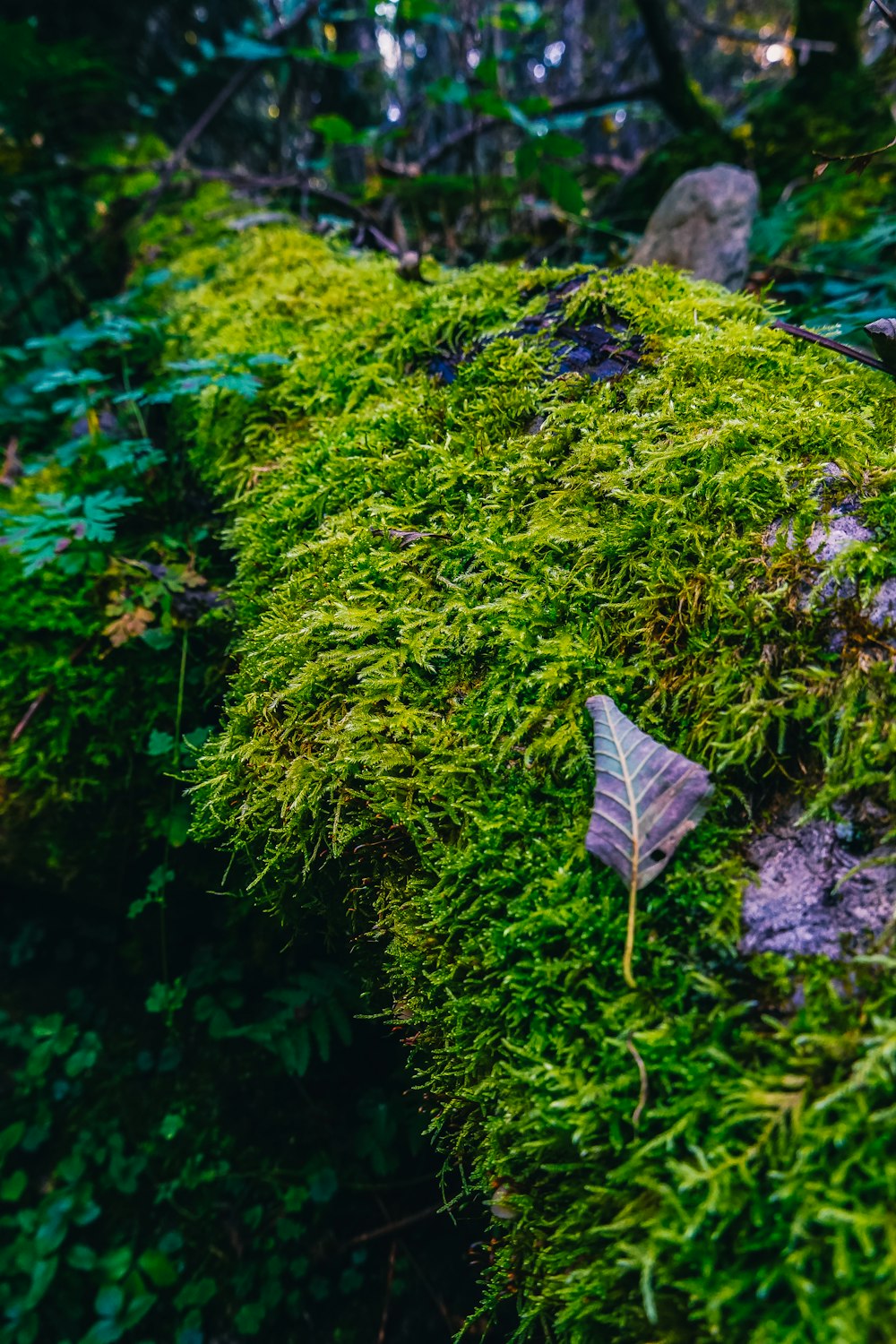 moss growing on a rock in the woods