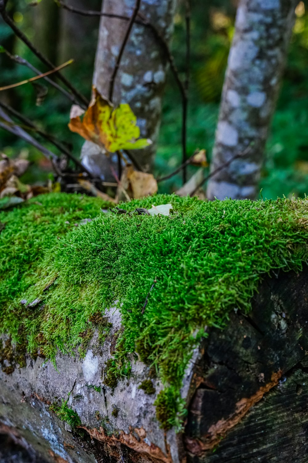 a tree stump with moss growing on it