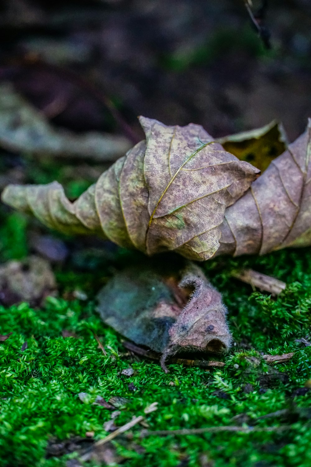 a fallen leaf laying on top of a lush green field