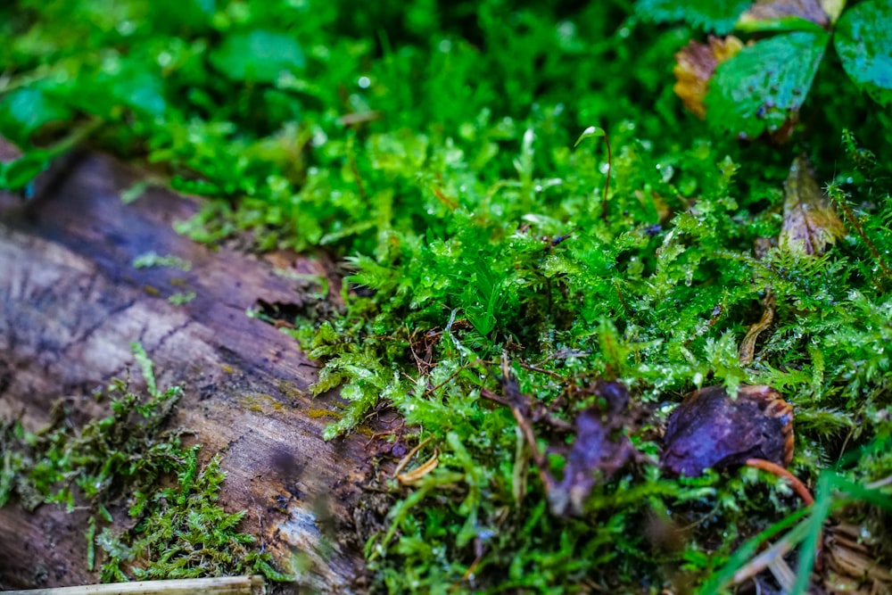 a close up of a piece of wood covered in green moss