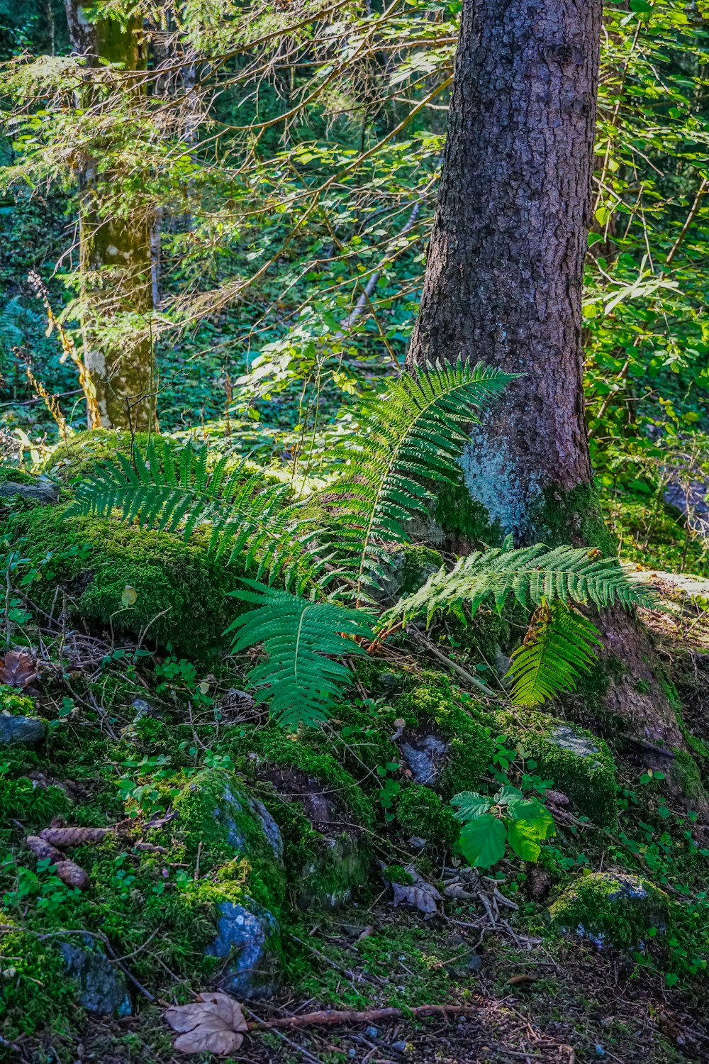 a forest filled with lots of green plants and trees