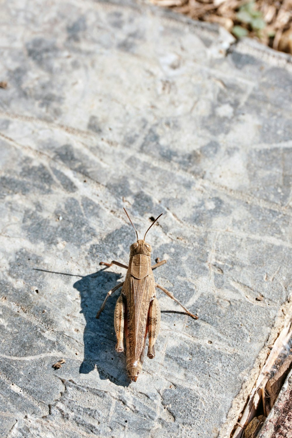 a grasshopper is standing on a stone surface