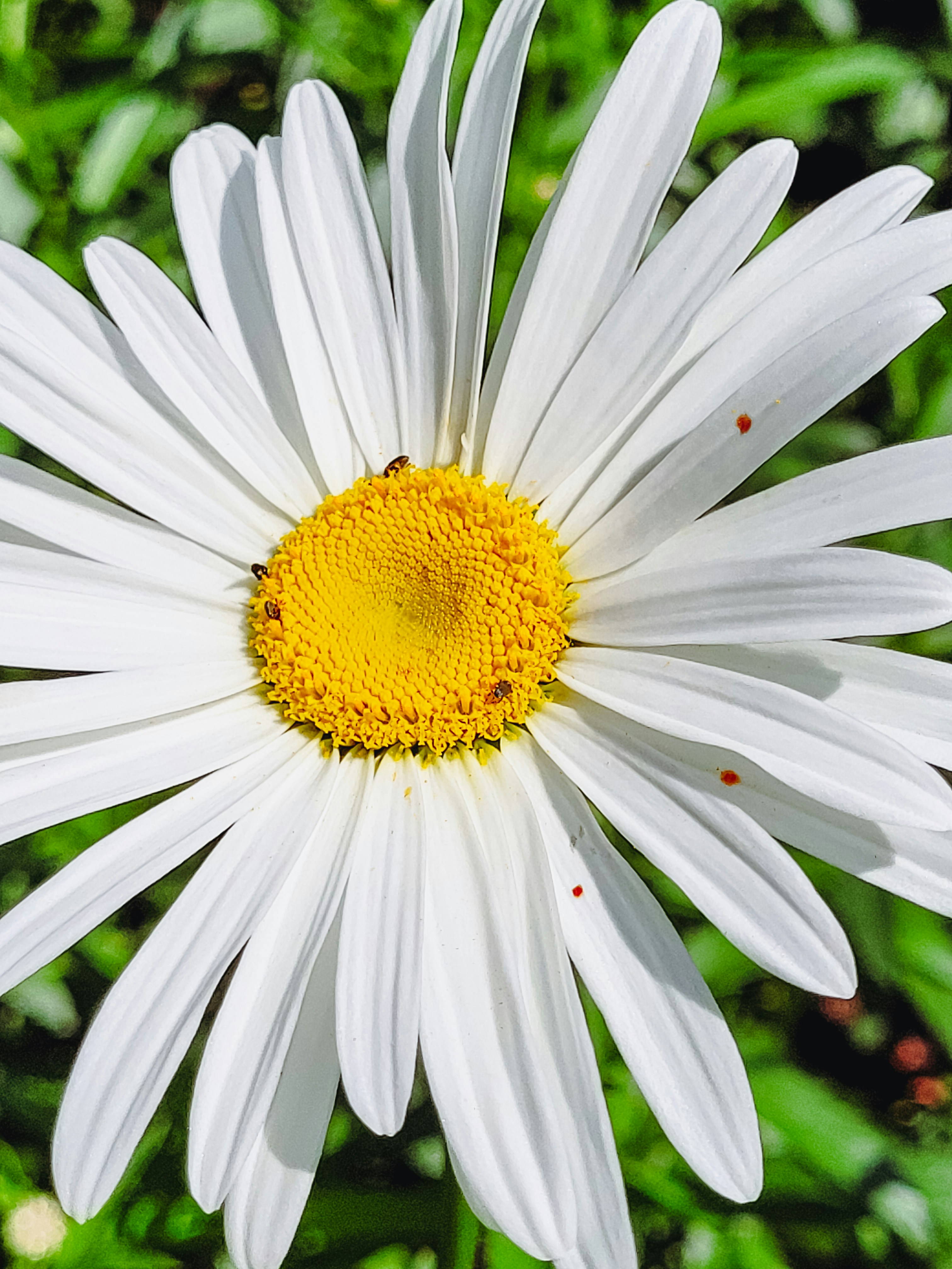 Photo by claitonconto