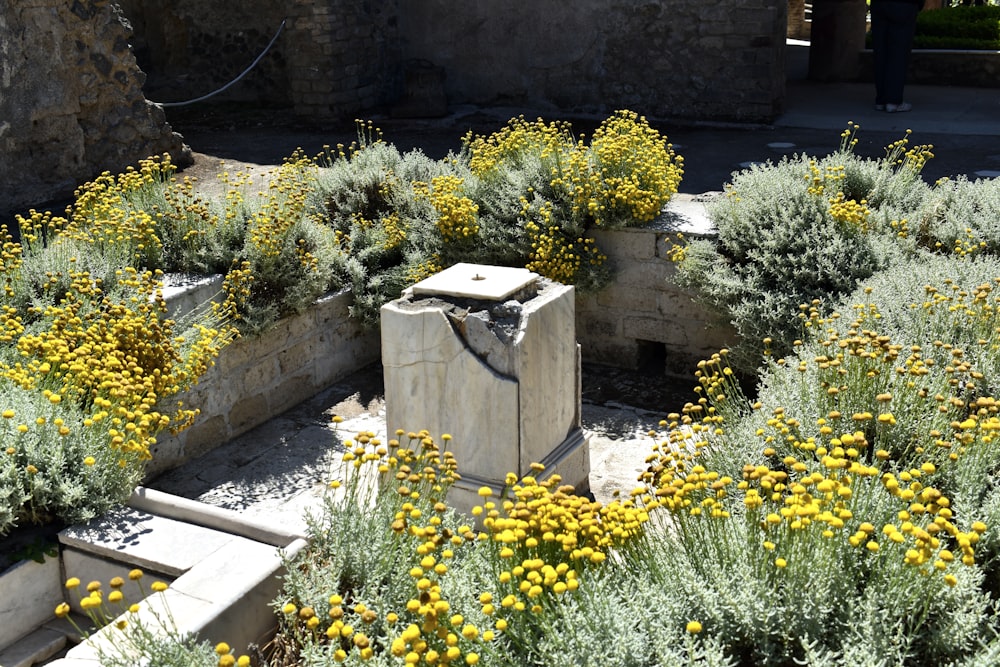 un montón de plantas que están sentadas en la tierra