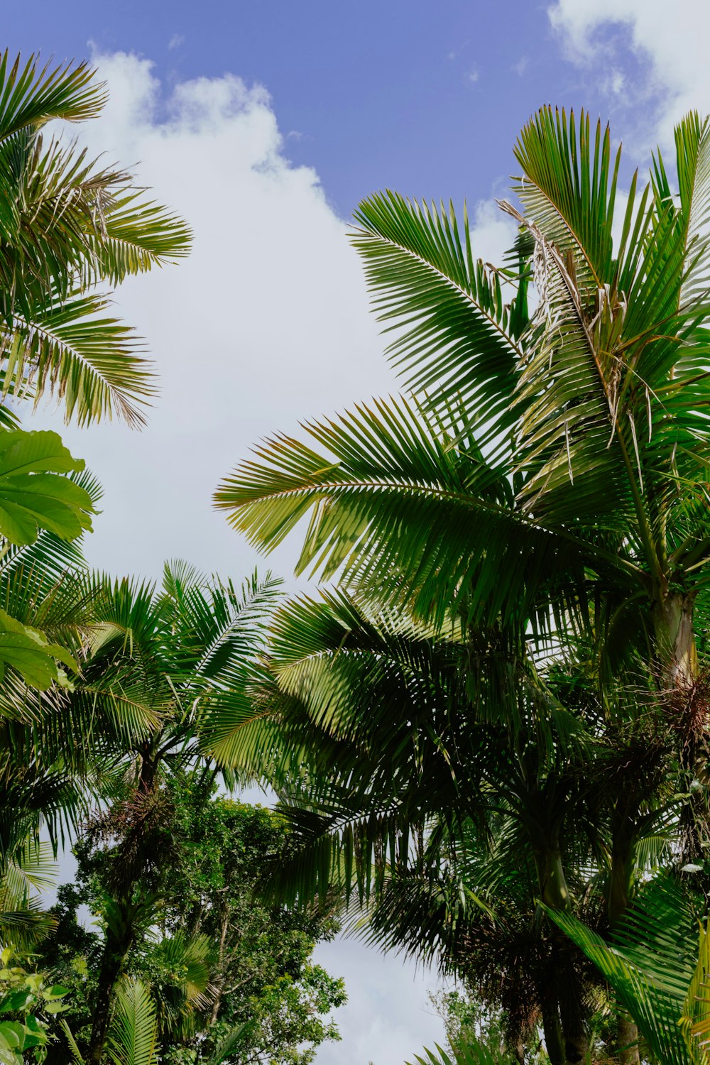 a group of palm trees with a blue sky in the background