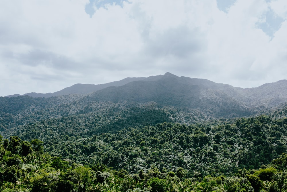 une vue d’une forêt verdoyante avec des montagnes en arrière-plan