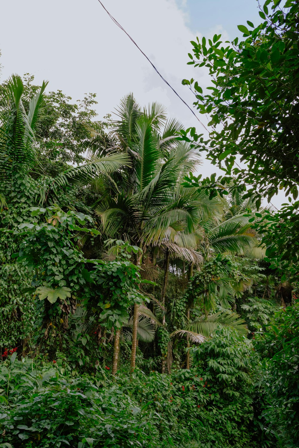 a lush green forest filled with lots of trees