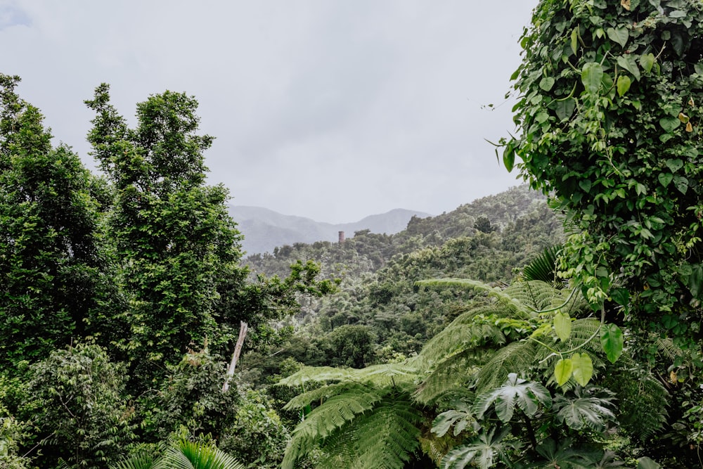 Una lussureggiante foresta verde piena di molti alberi