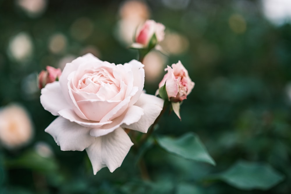 Una rosa sta sbocciando in un giardino