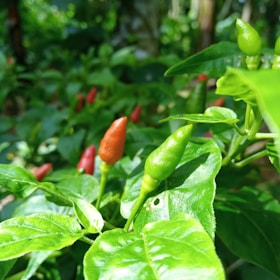 Close-up of ripe red chili peppers growing on green plants in a sunny field.