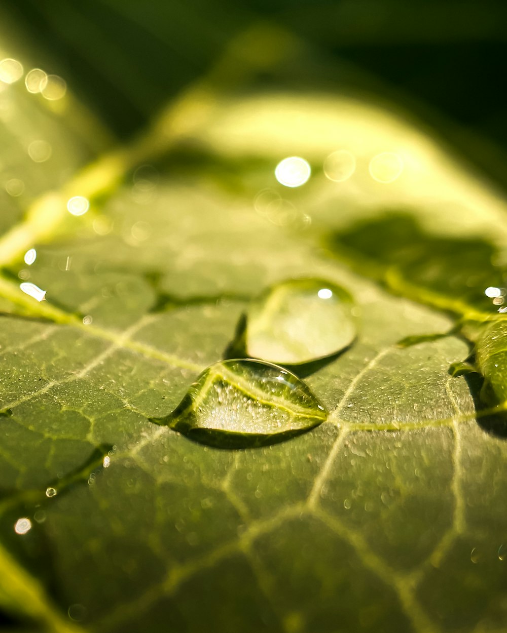 a close up of a green leaf with drops of water on it