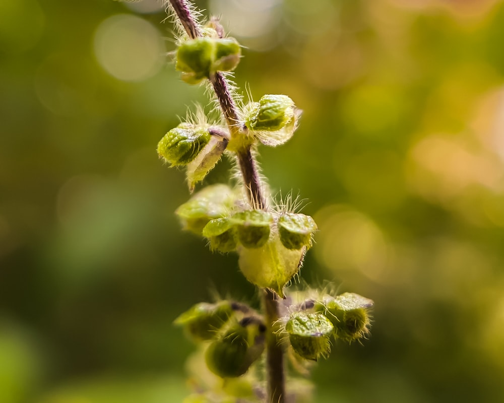 a close up of a plant with green leaves