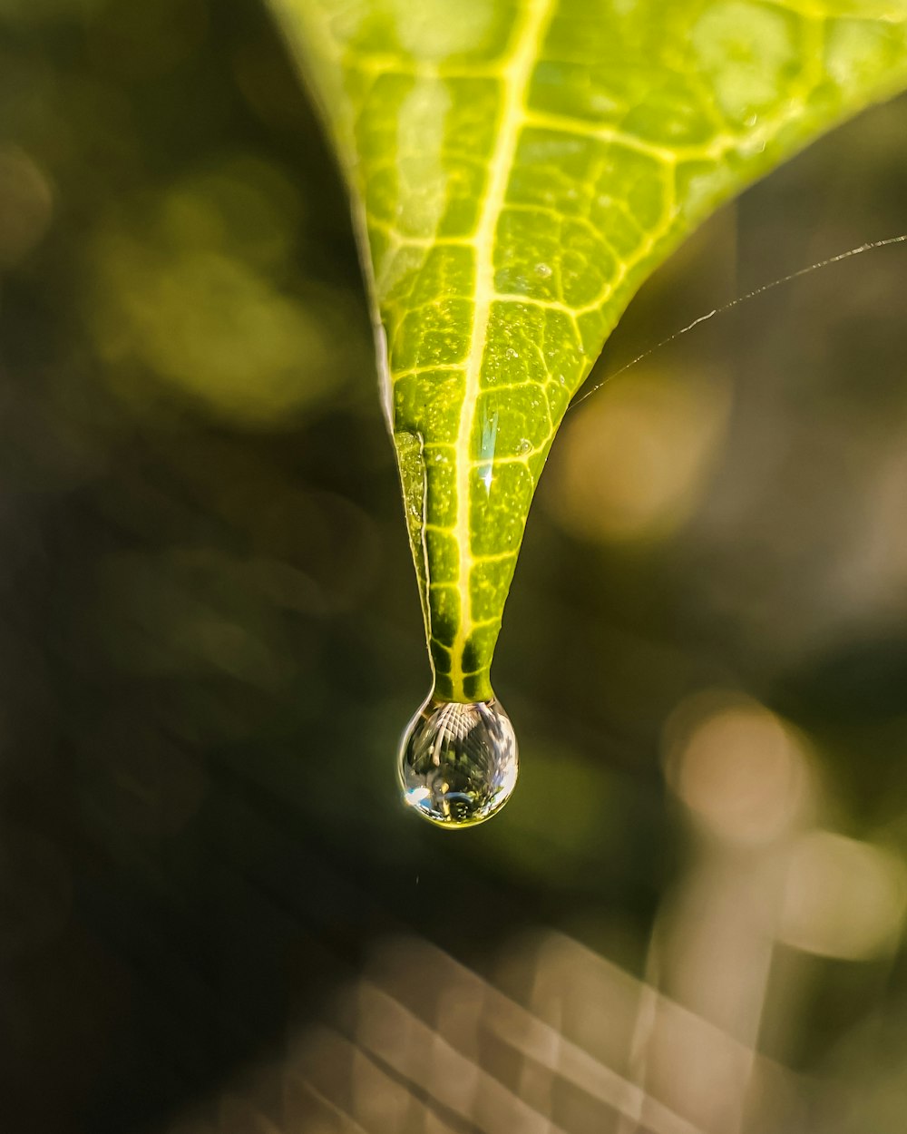 a drop of water hanging from a green leaf