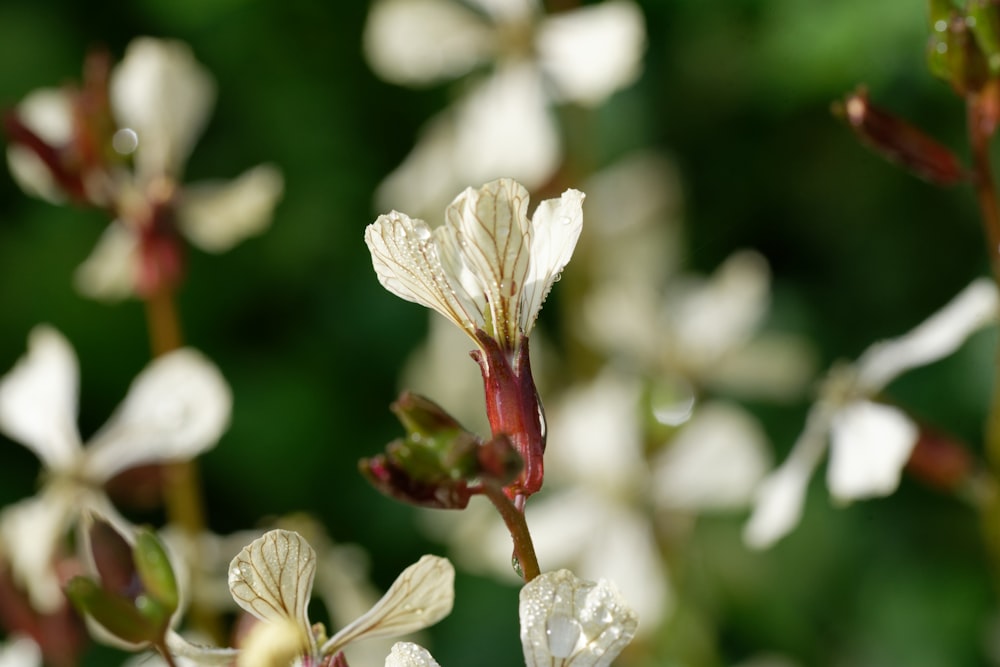 a bunch of white flowers with water droplets on them