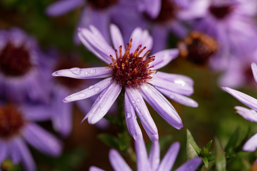 a bunch of purple flowers with water droplets on them