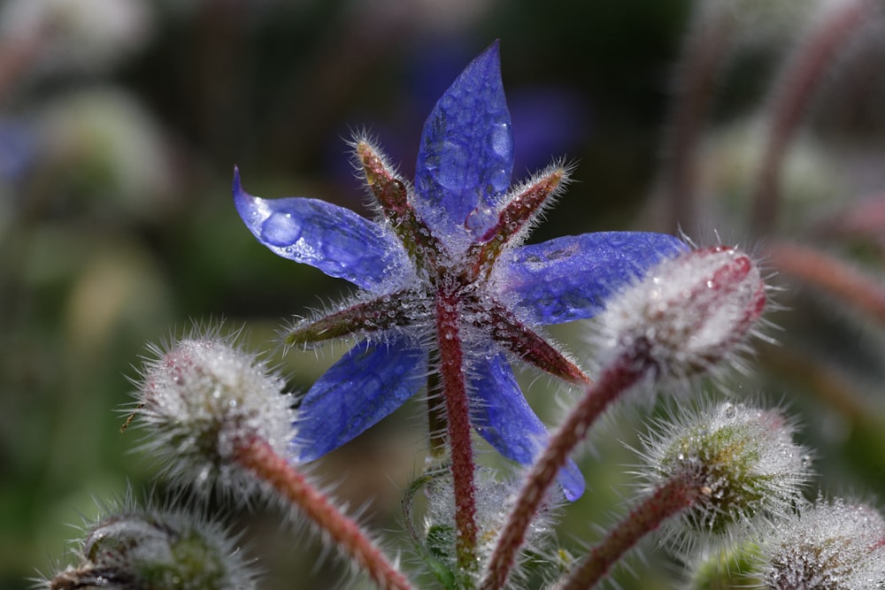 a close up of a blue flower with a blurry background