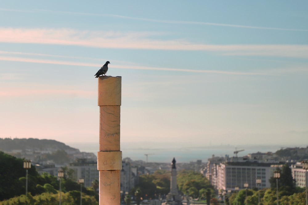 un uccello seduto sulla cima di un alto pilastro