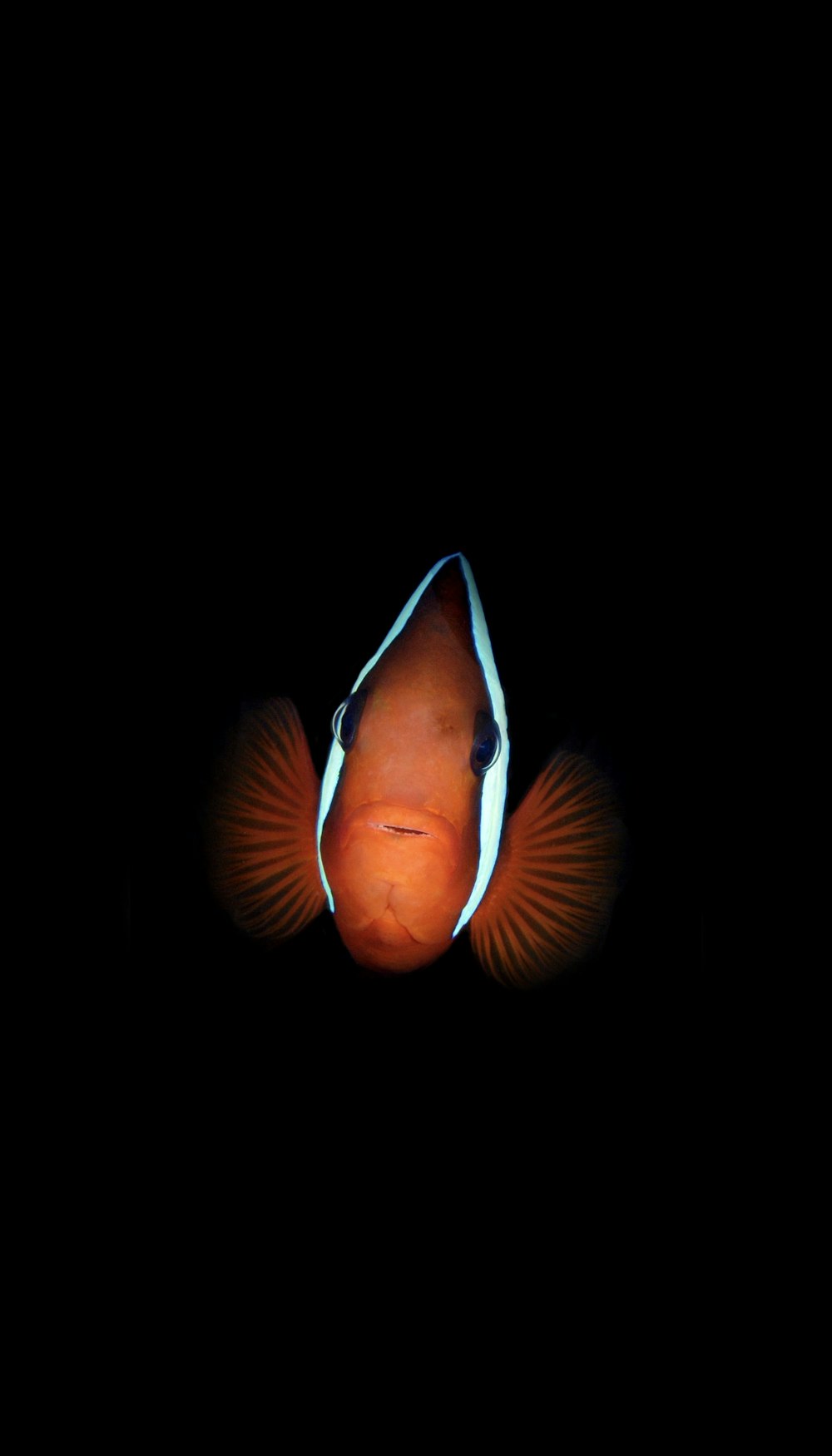 an orange clown fish with a black background