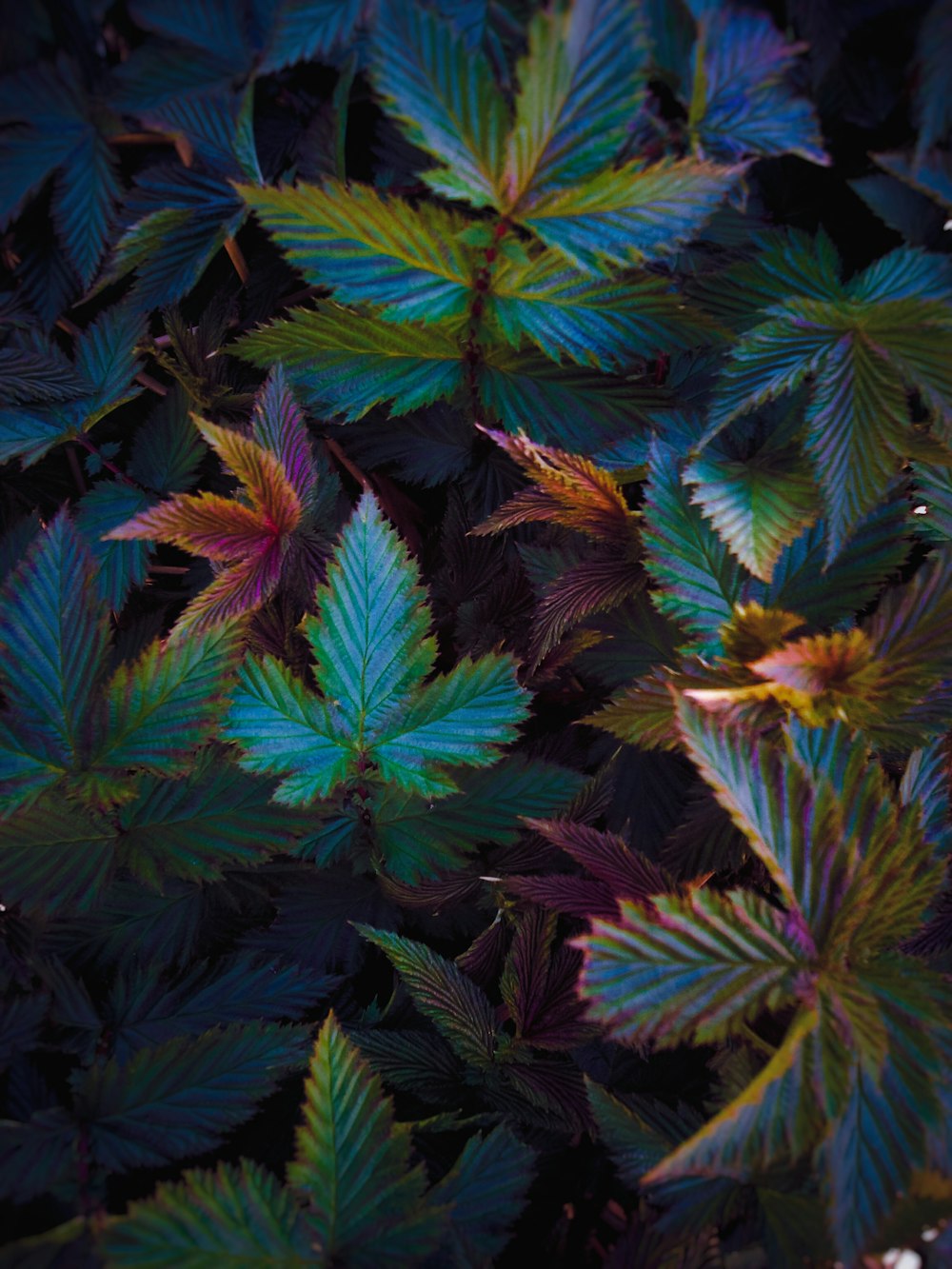 a close up of a bunch of green leaves