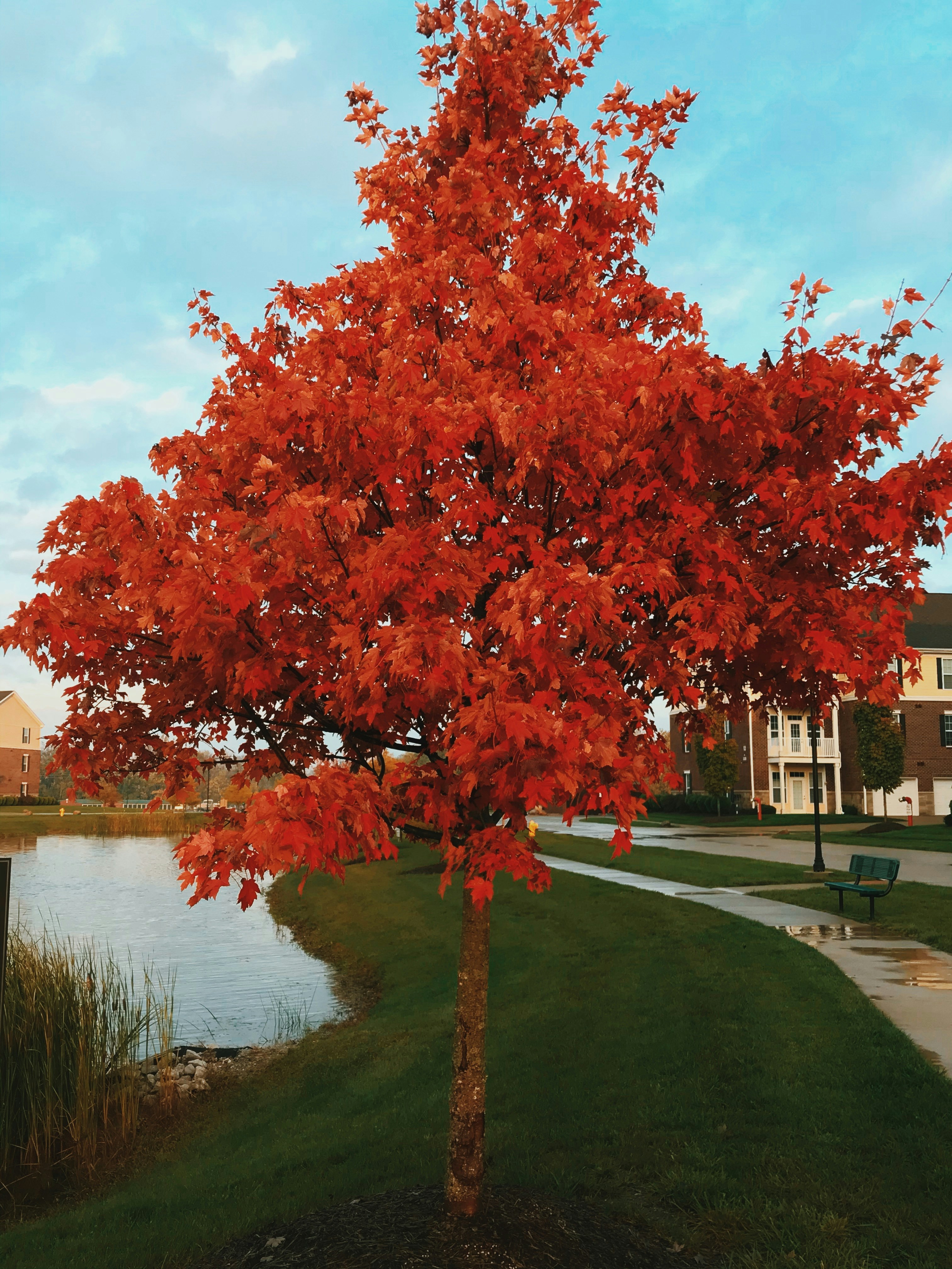 a tree with red leaves in front of a body of water