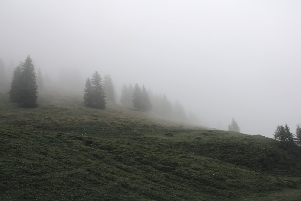 a foggy hillside with some trees on it