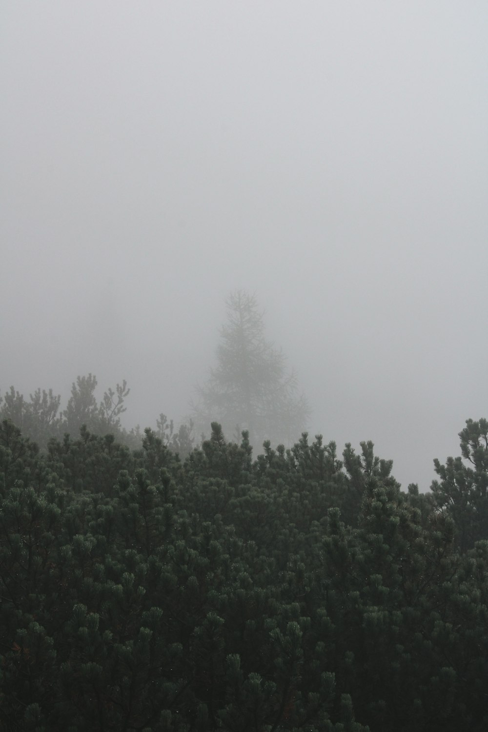 a foggy forest with a few trees in the foreground
