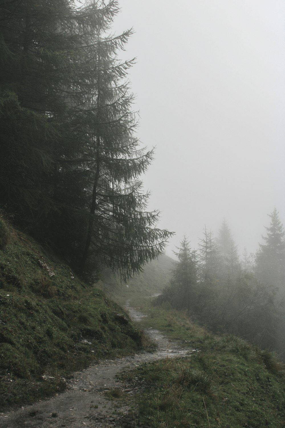 a foggy path in the middle of a forest