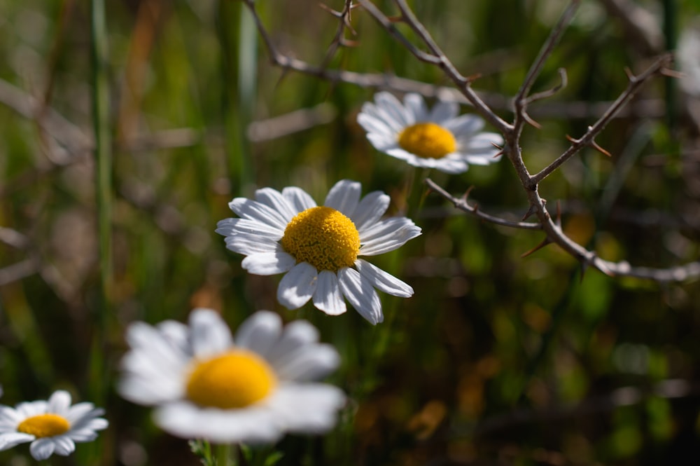 a group of daisies in a field of grass