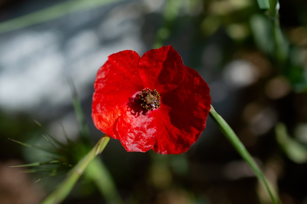 a close up of a red flower with a blurry background