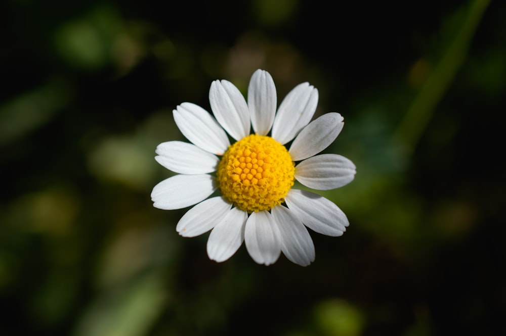 a close up of a white and yellow flower