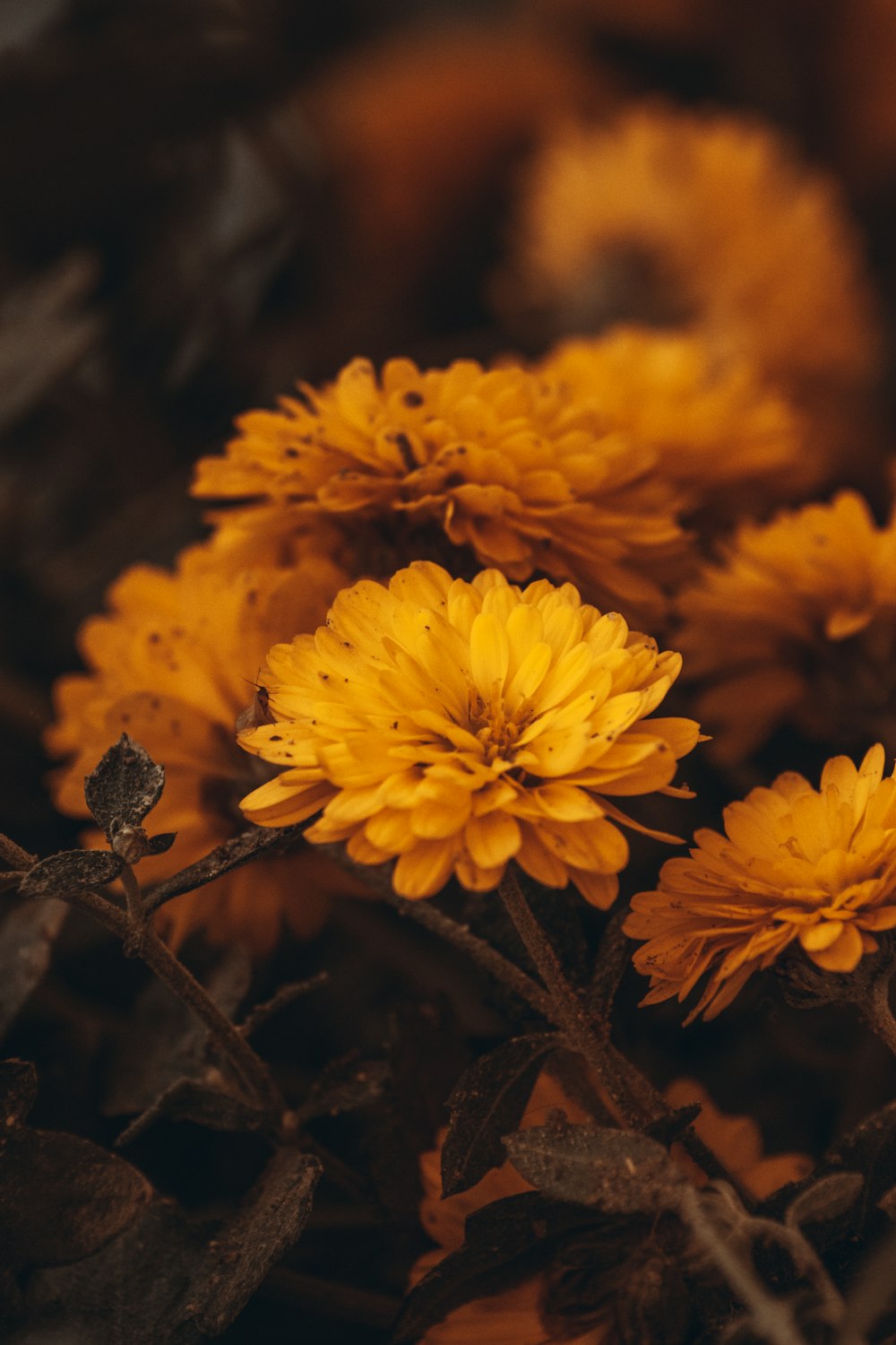 a bunch of yellow flowers that are in the grass