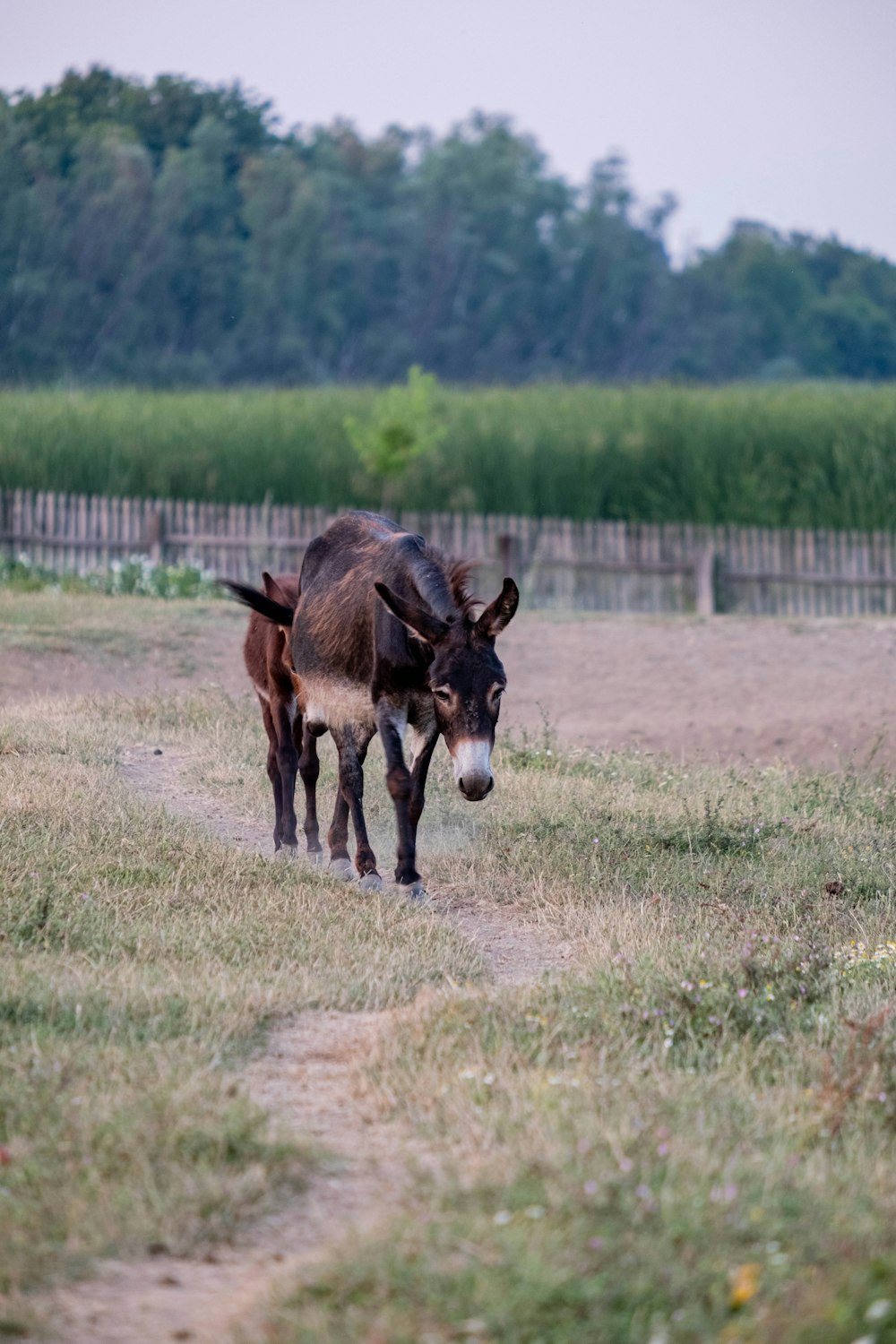 a donkey is walking through a grassy field
