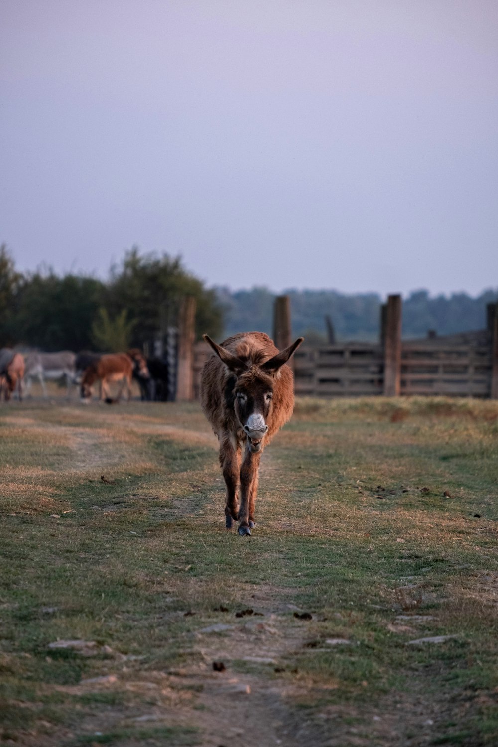 a brown cow walking across a grass covered field