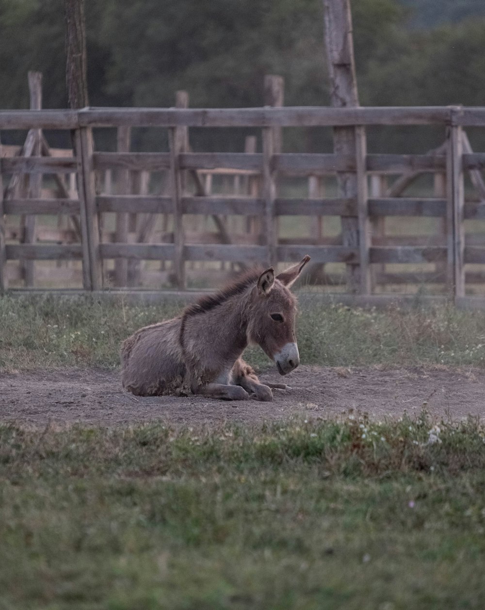 a donkey laying on the ground in a fenced in area