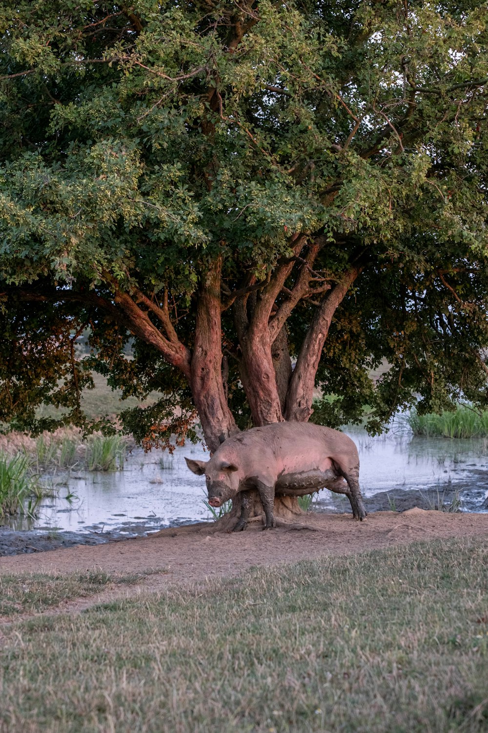 a rhino standing under a tree next to a body of water