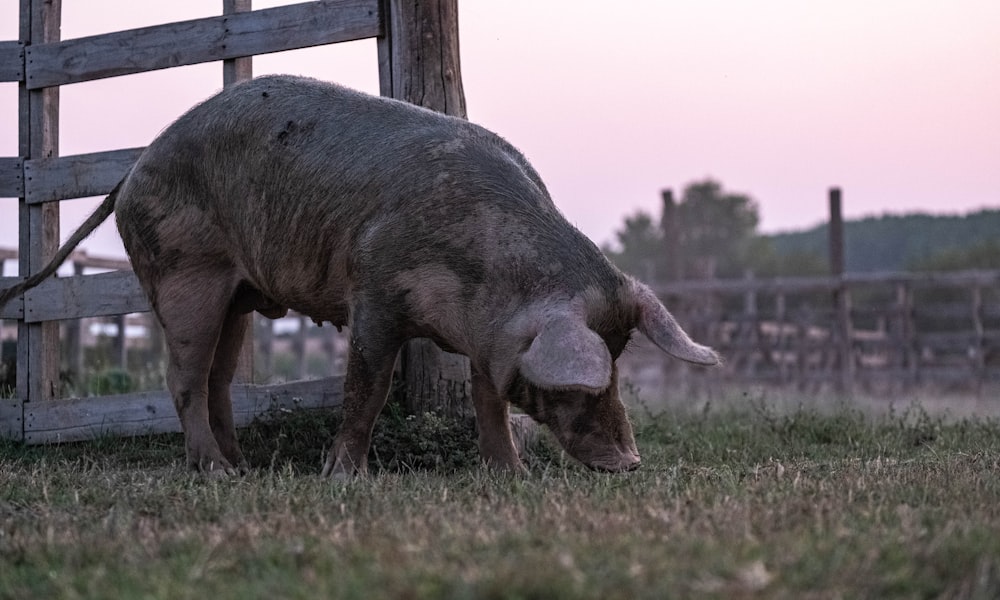 a large animal standing next to a wooden fence