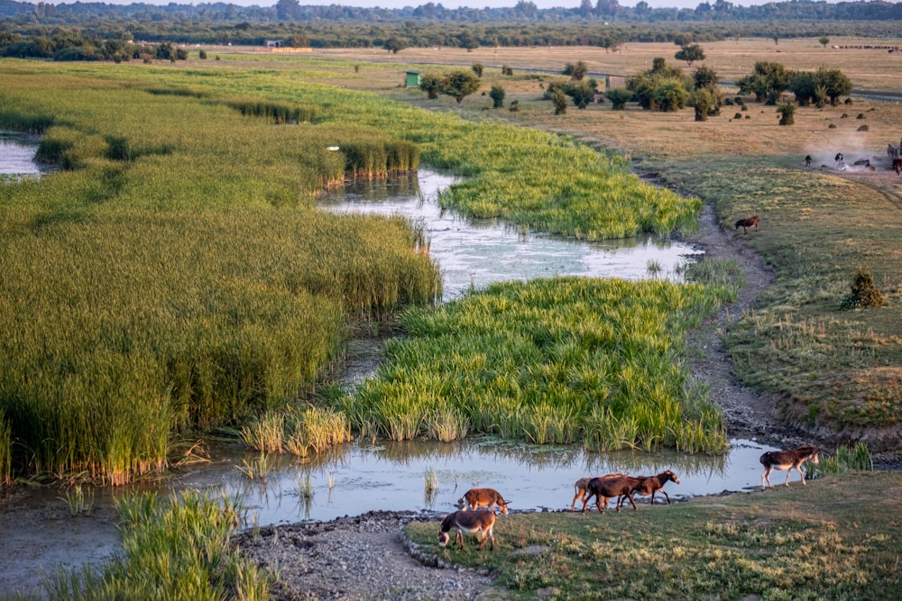 a group of horses standing next to a river