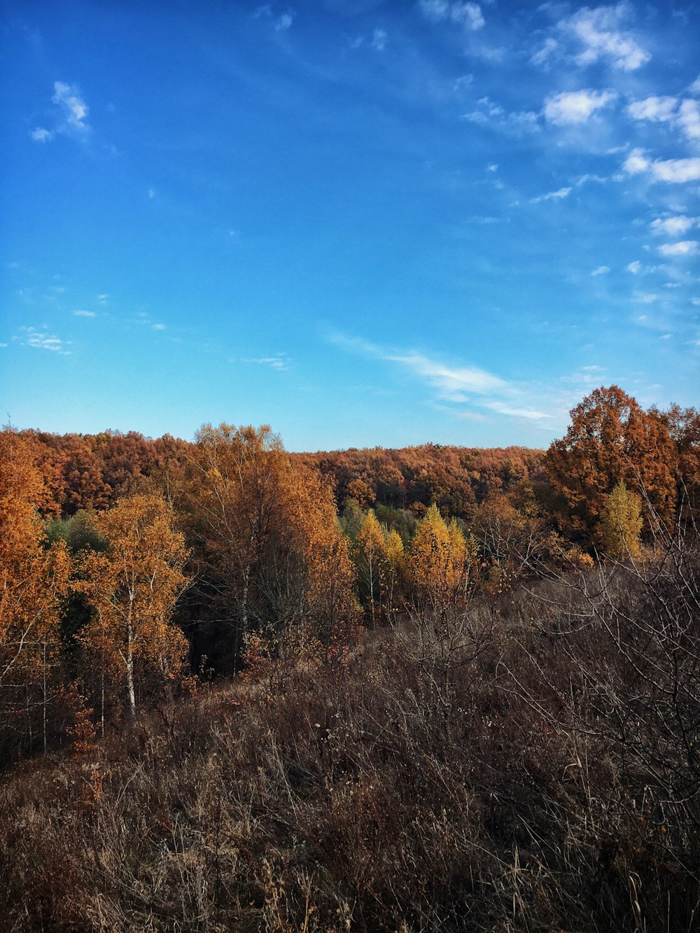 a view of a forest with lots of trees